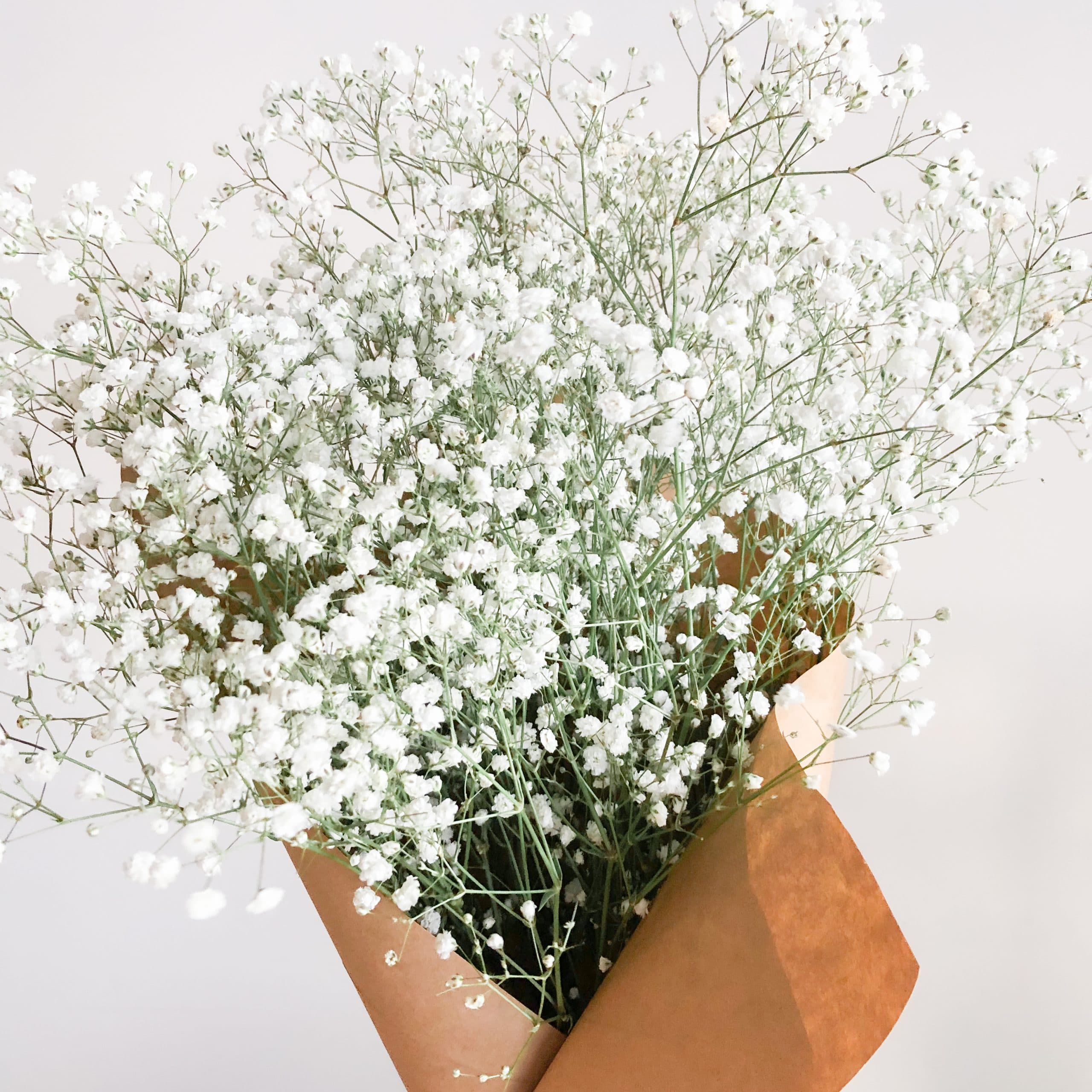 Fresh Baby's Breath Flowers • Toronto Flower Shop • FLORAL BASH