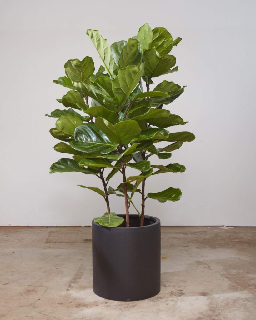 5 Best Places To Buy Fiddle Leaf Fig Tree in Toronto • FloralBASH